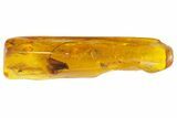Detailed Fossil Caddisfly and Three Flies in Baltic Amber #139054-4